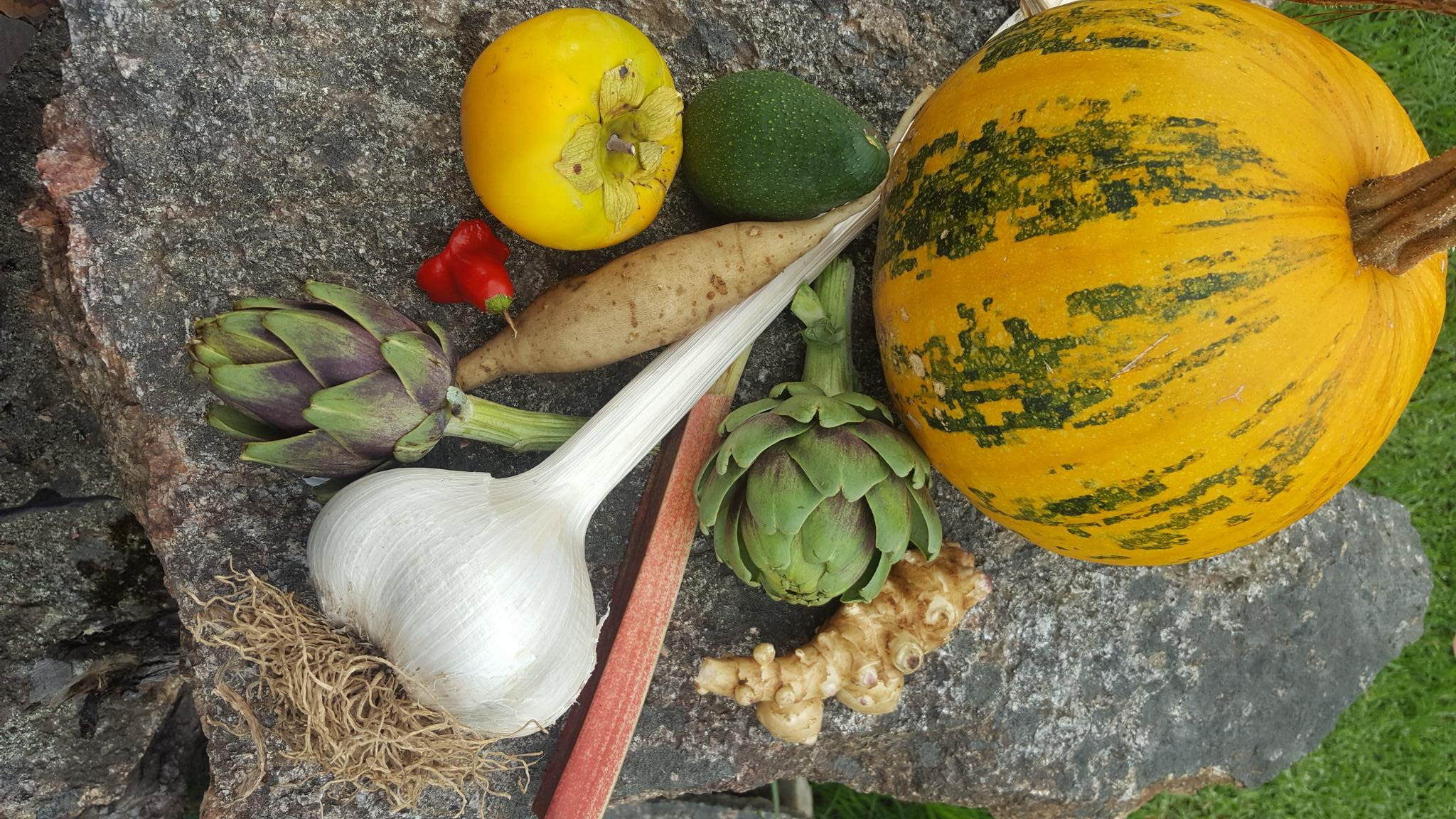 A variety of fresh vegetables, including yacon, Jerusalem artichoke, globe artichoke, elephant garlic, to be used as part this trial.  Picture credit: Mark McHenry, Mt Lindesay